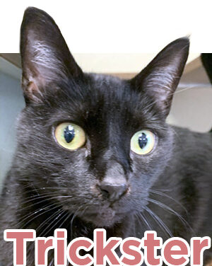 Animal Shelter Pet of the Week