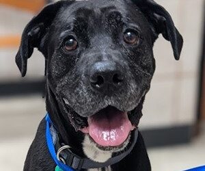 Animal Shelter Offering Free Adoptions, Microchipping Dec. 8-14