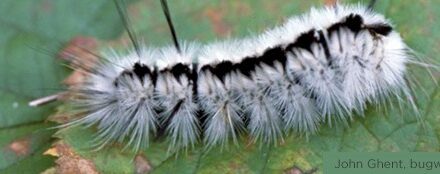 Summer is Stinging Caterpillar Season; Awareness Advised