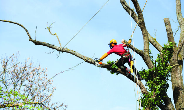 Time to Pause Trimming Oak Trees