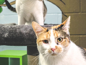 Animal Shelter Pet of the Week