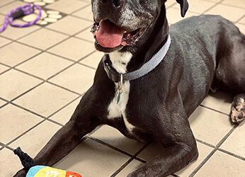 “Clear the Shelters” Begins Tomorrow
