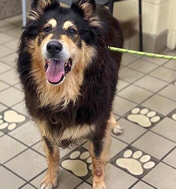 Animal Shelter Pet of the Week