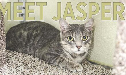 Animal Shelter Pet of the Week