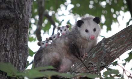 Richardson Wildlife Spotlight: Opossums