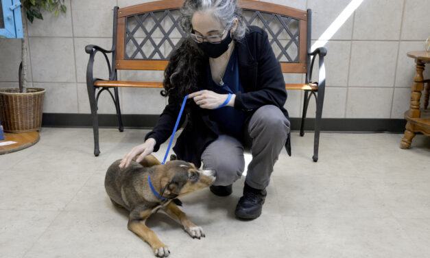 Richardson Animal Shelter Welcomes Six Dogs from Collin County Animal Shelter