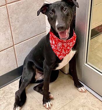 Animal Shelter Pet of the Week