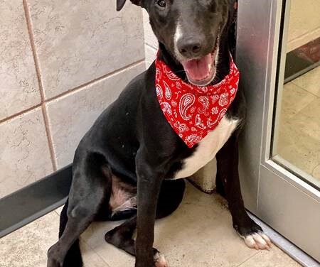 Animal Shelter – Pet of the week