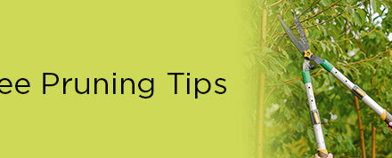 Tree Pruning Tips Featured in Latest Environmental Newsletter