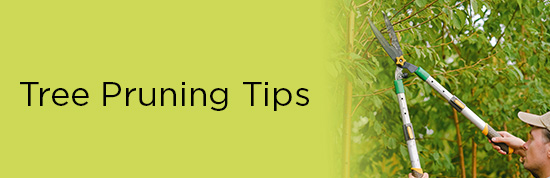 Tree Pruning Tips Featured in Latest Environmental Newsletter