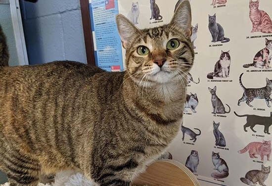 Animal Shelter Pet of the Week