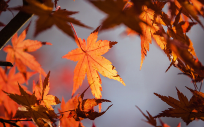 Fall Leaf Color Peaking in North Texas, at Richardson Parks