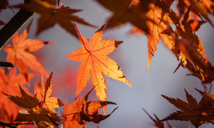 Fall Leaf Color Peaking in North Texas, at Richardson Parks