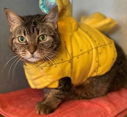 Animal Shelter Pet of the Week