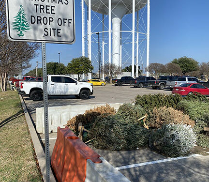 Tree Cycling, Box Recycling Continue
