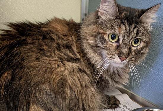 Animal Shelter Pet of the Week