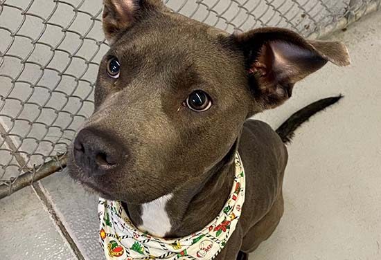 Gena is the animal shelter pet of the week