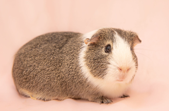 Animal Shelter Pet of the Week