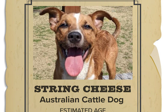 Animal Shelter Pet of the Week