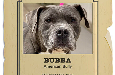 Animal Shelter Pet of the Week