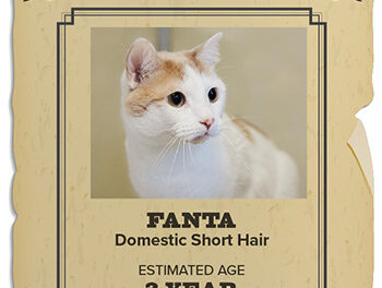 Animal Shelter Pet of the Week