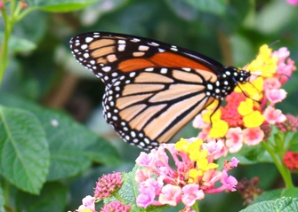 It’s Monarch Migration Time: Report Sightings, Consider Butterfly-Friendly Plants