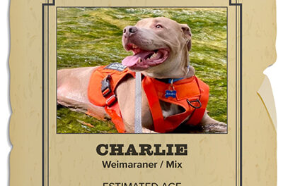 Animal Shelter Pet of the Week