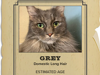 Animal Shelter Pet of the Week