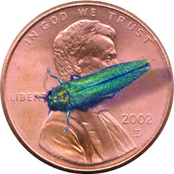 Invasive Beetles Threaten Ash Trees
