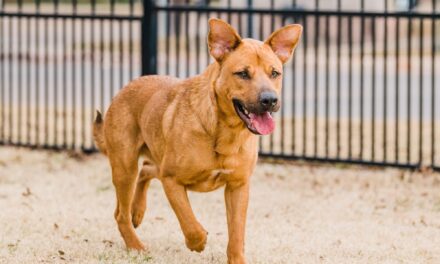 Richardson Animal Shelter | Pet of the Week