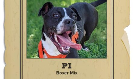 Animal Shelter Pet of the Week