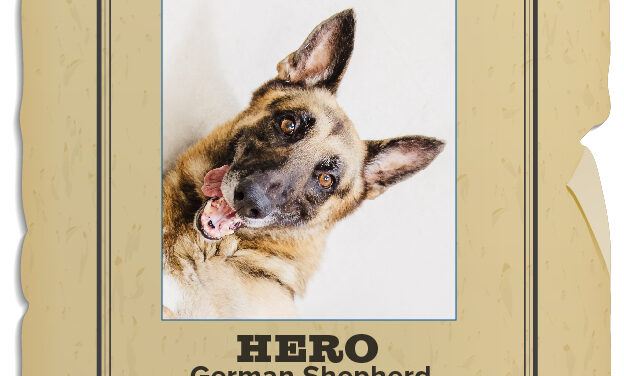 Animal Shelter Pet of the Week