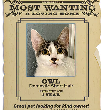 Animal Shelter Pet of the Week