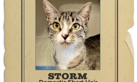 Animal Shelter Pet of the Week