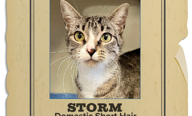 Animal Shelter Pet of the Week