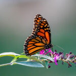 Monarch Migration Has Begun; City’s Butterfly Gardens are Ready 