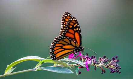 City’s Butterfly Gardens Ready for Monarch Migration 