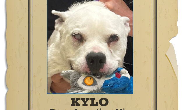 Animal Shelter Pet of the Week