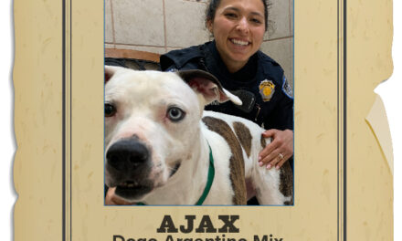 Animal Shelter Pet of the Week