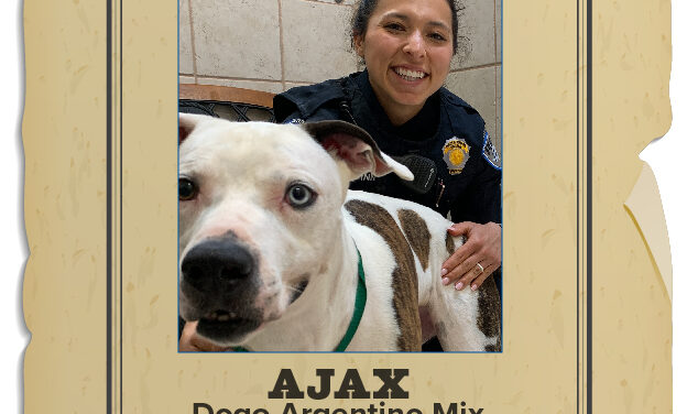 Animal Shelter Pet of the Week