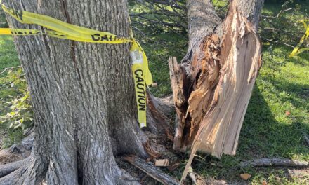 City Crews Work to Clear Parks and Trails After Storm 