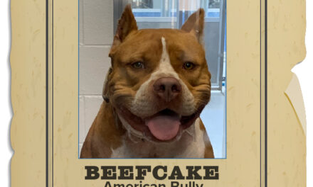 Animal Shelter Pet of the Week