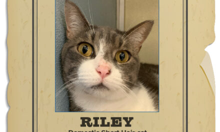 Animal Shelter Pet of the Week