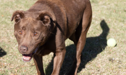 Animal Shelter Pet of the Week