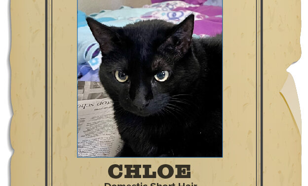 Pet of the Week