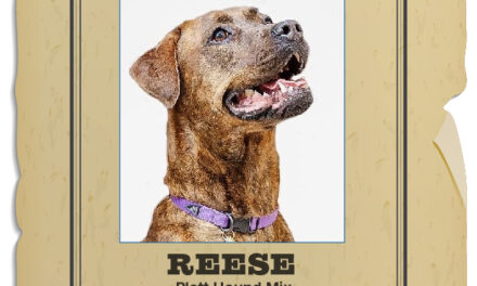 Animal Shelter Pet of the Week