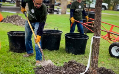 Locations to Avoid When Planting Trees