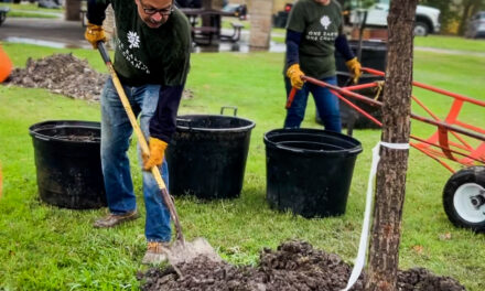 <strong>Volunteers Plant Trees at Lookout Park</strong>