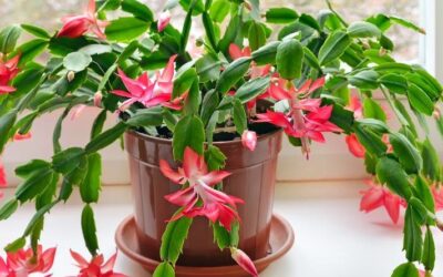 Poinsettia Care Advice: How to Keep Them Alive 