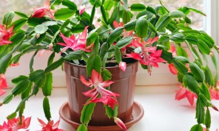 Gift Plants: What to Do with Poinsettias and Christmas Cacti After the Holidays